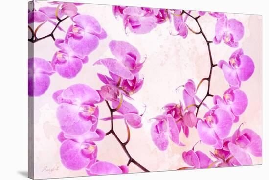 Pink Orchid II-null-Stretched Canvas