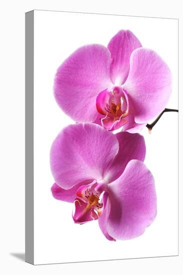 Pink Orchid Isolated on White-haveseen-Premier Image Canvas