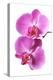 Pink Orchid Isolated on White-haveseen-Premier Image Canvas