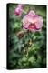 Pink orchid, USA.-Lisa Engelbrecht-Premier Image Canvas