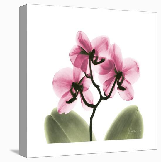 Pink Orchid-Albert Koetsier-Stretched Canvas