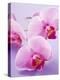 Pink Orchids-null-Premier Image Canvas