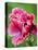 Pink oriental poppy-Clive Nichols-Premier Image Canvas