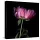 Pink Parrot Tulip 3-Magda Indigo-Stretched Canvas