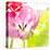 Pink Parrot Tulip-Judy Stalus-Stretched Canvas