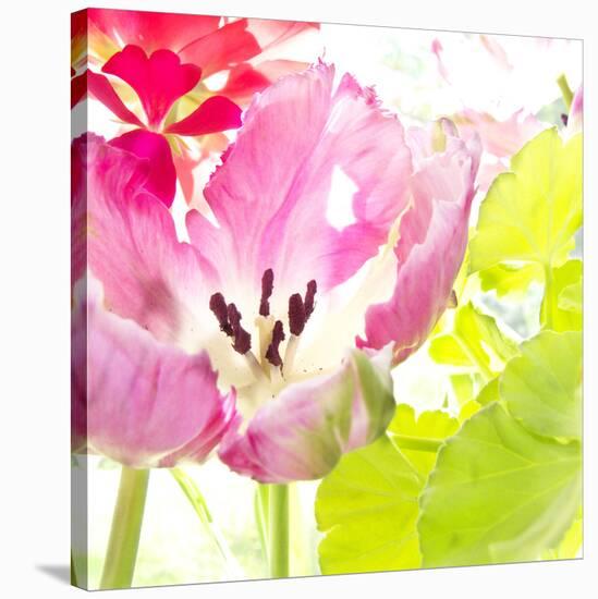 Pink Parrot Tulip-Judy Stalus-Stretched Canvas
