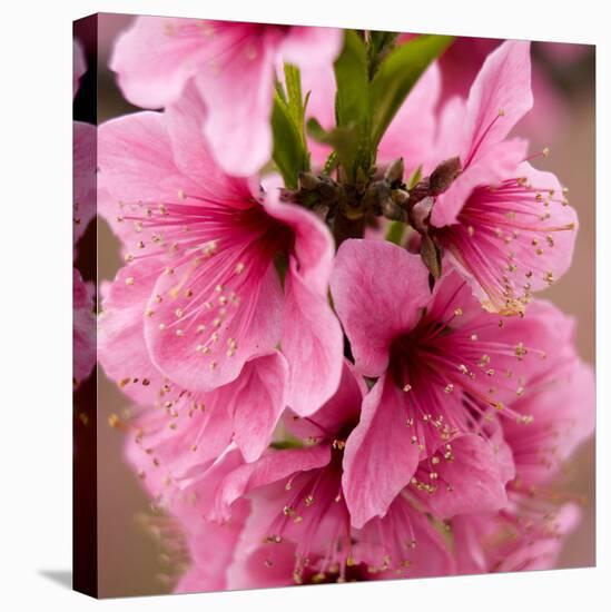 Pink Peach Blossoms Close-Up Macro Village, Chengdu, Sichuan, China-William Perry-Premier Image Canvas