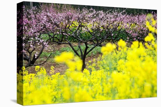 Pink Peach Flowers with Yellow Oilseed Rape Blossom.-hanhanpeggy-Premier Image Canvas