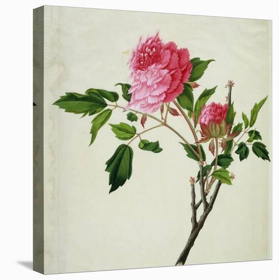 Pink Peony, c.1800-1840-null-Premier Image Canvas