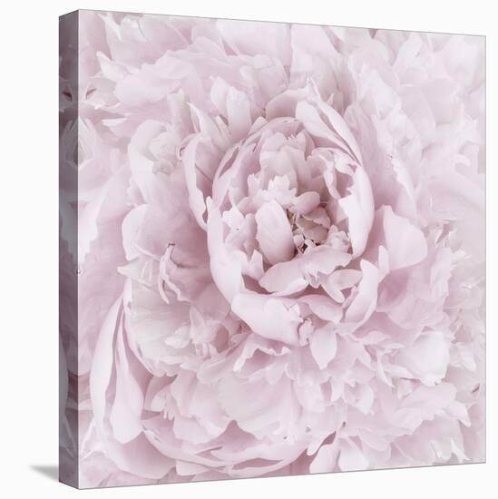Pink Peony Flower-Cora Niele-Stretched Canvas