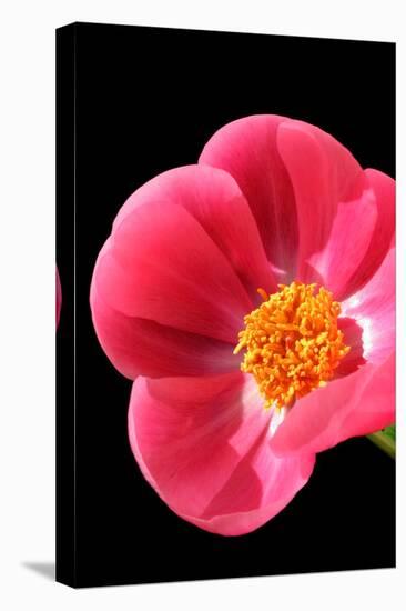 Pink Peony I-Tammy Putman-Premier Image Canvas