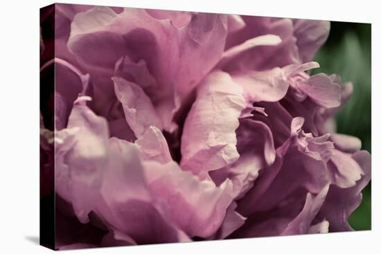 Pink Peony In Morning-Michelle Calkins-Stretched Canvas