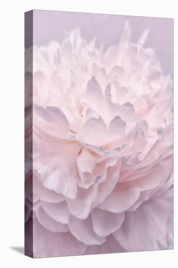 Pink Peony Petals I-Cora Niele-Premier Image Canvas