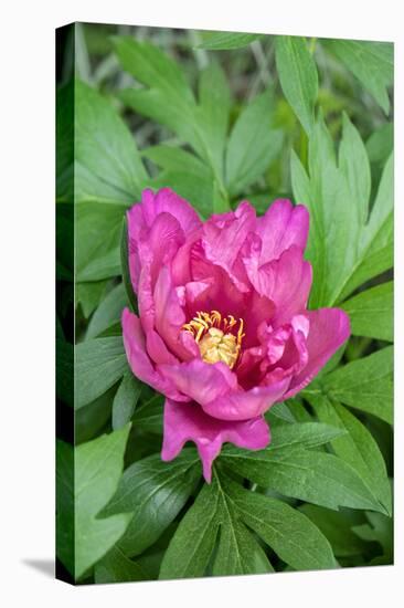 Pink peony, USA.-Lisa Engelbrecht-Premier Image Canvas