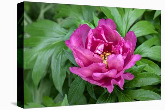 Pink peony, USA.-Lisa Engelbrecht-Premier Image Canvas