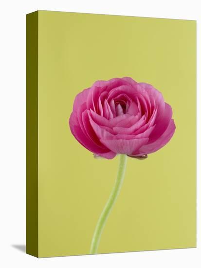 Pink Peony-Clive Nichols-Premier Image Canvas