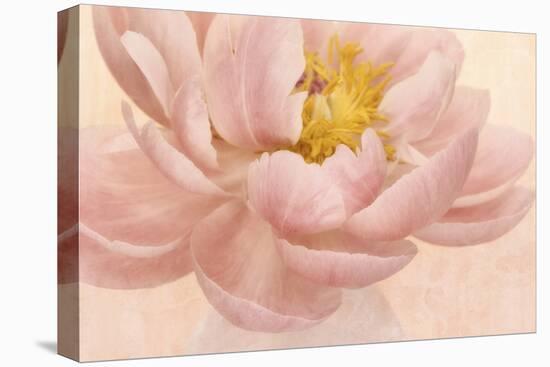 Pink Peony-Cora Niele-Premier Image Canvas