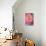 Pink Peony-Karyn Millet-Stretched Canvas displayed on a wall