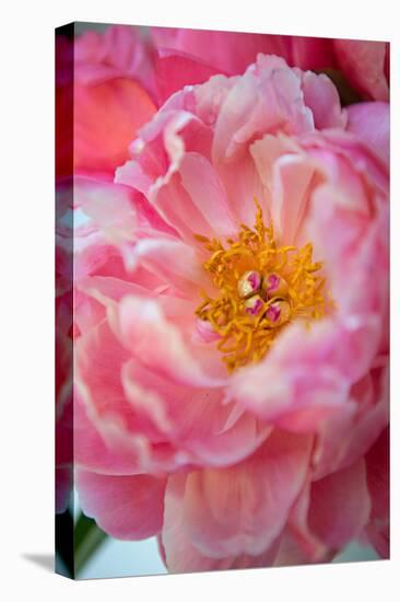 Pink Peony-Karyn Millet-Stretched Canvas