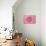 Pink Persian Buttercup Flower-Cora Niele-Premier Image Canvas displayed on a wall