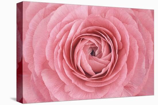 Pink Persian Buttercup Flower-Cora Niele-Premier Image Canvas