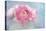 Pink Persian Buttercup Still Life-Cora Niele-Premier Image Canvas