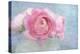 Pink Persian Buttercup Still Life-Cora Niele-Premier Image Canvas