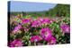 Pink Petunias, New England, USA-Lisa Engelbrecht-Premier Image Canvas