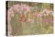 Pink Phlox in the Herbaceous Border-Linda Benton-Premier Image Canvas