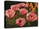 Pink Poppies-John Newcomb-Premier Image Canvas