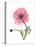 Pink Poppy-Albert Koetsier-Stretched Canvas