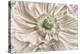 Pink Poppy-Cora Niele-Premier Image Canvas