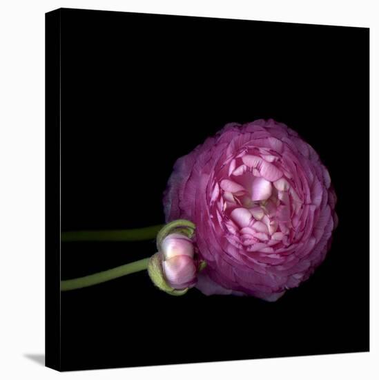 Pink Ranunculus 2-Magda Indigo-Stretched Canvas