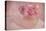 Pink Ranunculus Bouquet-Cora Niele-Premier Image Canvas