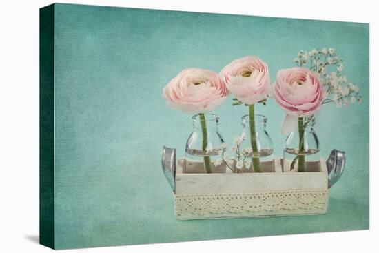 Pink Ranunculus Flowers on a Blue Background-egal-Premier Image Canvas