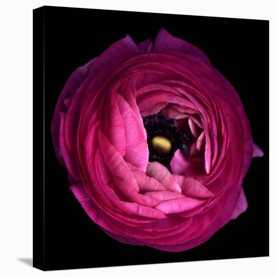 Pink Ranunculus-Magda Indigo-Premier Image Canvas