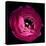 Pink Ranunculus-Magda Indigo-Premier Image Canvas