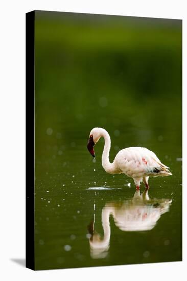 Pink Reflection-Susann Parker-Premier Image Canvas