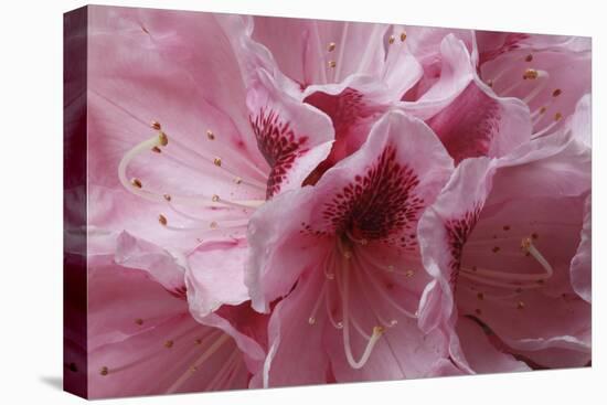 Pink Rhododendron I-Rita Crane-Stretched Canvas