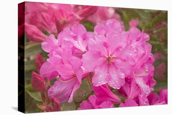 Pink Rhododendron-George Johnson-Stretched Canvas