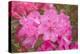 Pink Rhododendron-George Johnson-Stretched Canvas