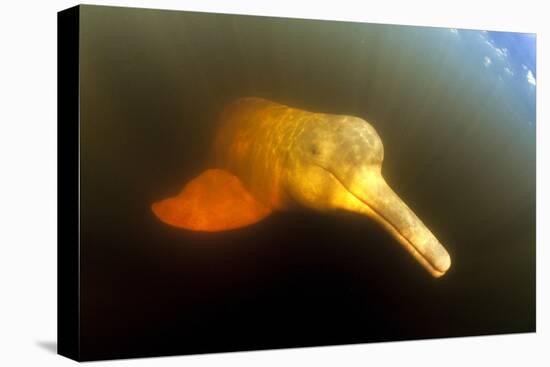 Pink River Dolphin - Boto (Inia Geoffrensis) Acajatuba Lake, Negro River, Amazonas, Brazil-Franco Banfi-Premier Image Canvas