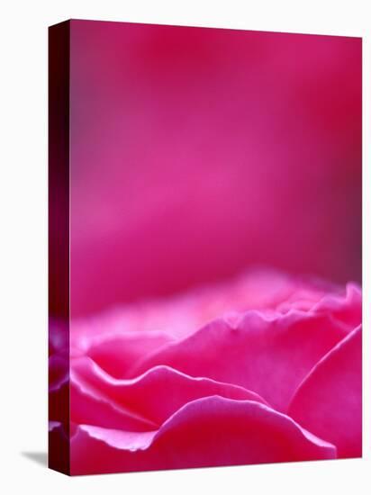 Pink Rose, Portland Rose Garden, Oregon, USA-Brent Bergherm-Premier Image Canvas