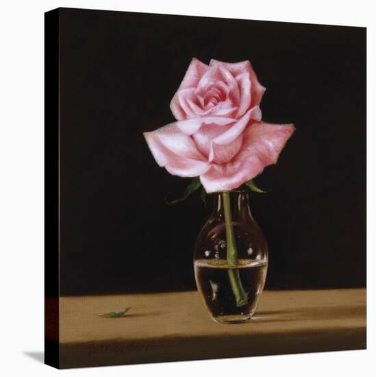 Pink Rose-Patrick Farrell-Stretched Canvas