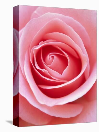 Pink rose-Herbert Kehrer-Premier Image Canvas
