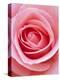 Pink rose-Herbert Kehrer-Premier Image Canvas