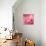 Pink Rose-null-Premier Image Canvas displayed on a wall