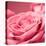 Pink Rose-null-Premier Image Canvas