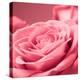 Pink Rose-null-Premier Image Canvas