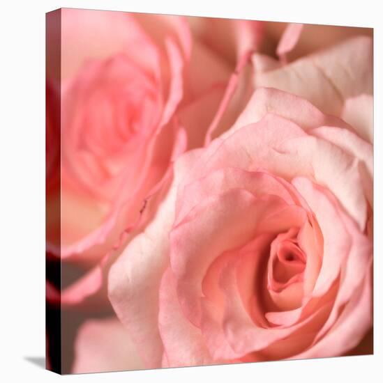 Pink Rose-null-Premier Image Canvas